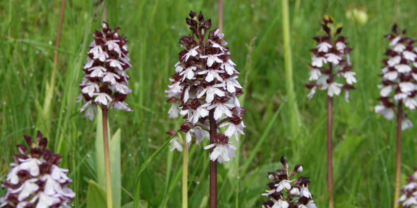Orchis pourpre